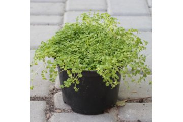 Декоративная мята Mini Mint