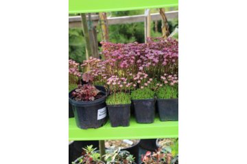 Камнеломка (Saxifraga) купить саженец