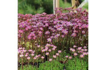 Камнеломка (Saxifraga) купить саженец в Киеве
