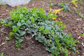 Купити барвіно кУкрїна (2)