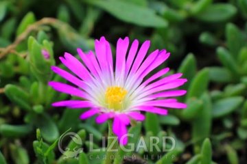 Делосперма Jewel of desert Amethyst