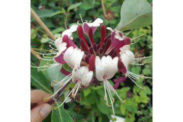 Жимолость Серотина (Serotina) саженцы