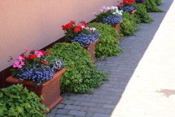 Купить саженец Плюща Европейского
