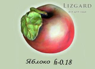 Фігура Яблуко+