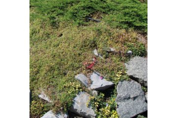 Cymbalaria muralis купить