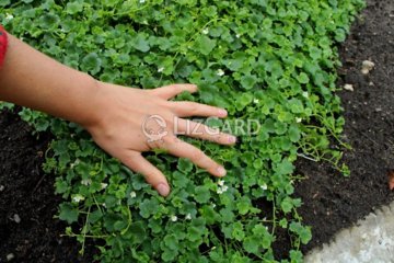 Льнянка (цимбалярия) Albiflora  Cymbalaria pallida Albiflora