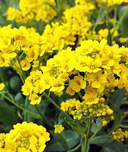 купить Аллисум скальный Украина, Киев