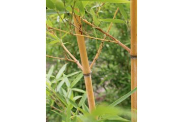 бамбук высокий купить (Бамбук Phyllostachys Aureosulcata) саженцы