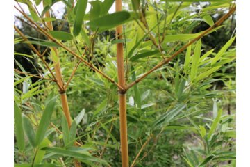 Bambusoideae