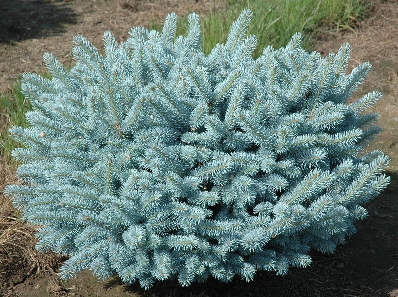 Picea_pungens_Waldbrunn
