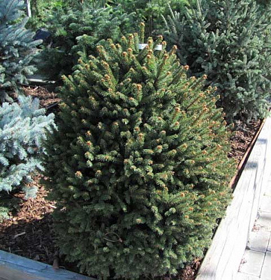 Picea-abies-Compacta