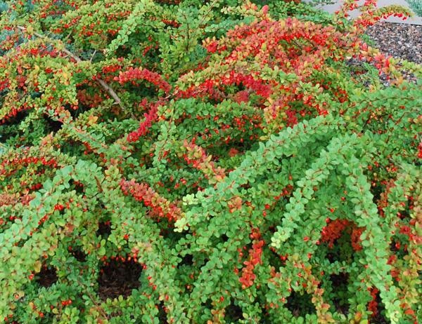 Berberis_GreenCarpet1