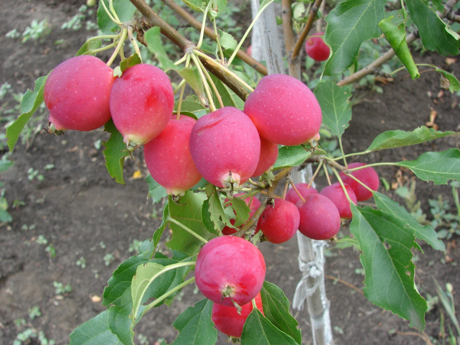 yablonya-rayskie-yablochki-dolgo-11008949