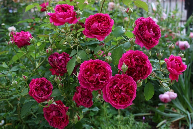1699_roza-vilyam-shekspir