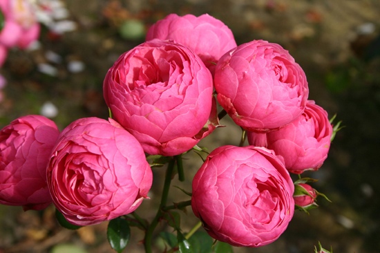 Pomponella2