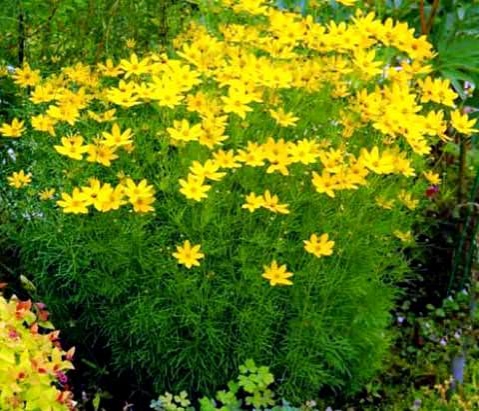 koreopsis-1