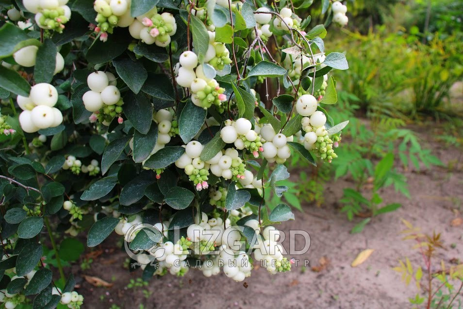 Снежноягодник белый  Symphoricarpos albus  Сніжноягідник білий