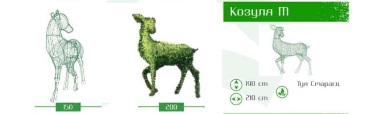 козуля м