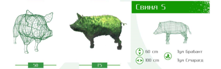 свиня с
