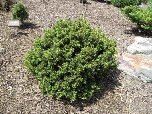 picea_abies_dans-dwarf2-1