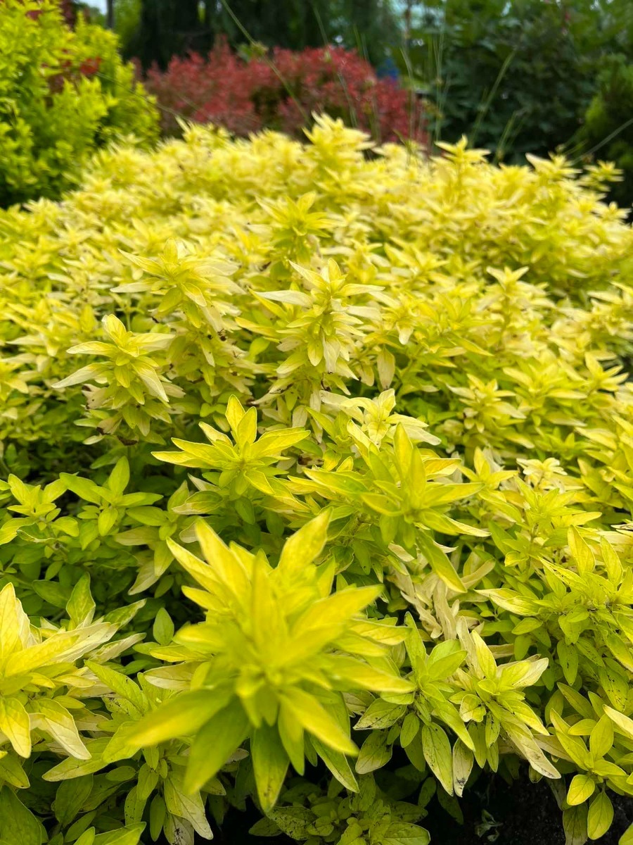 Душица (орегано) Aureum Gold111