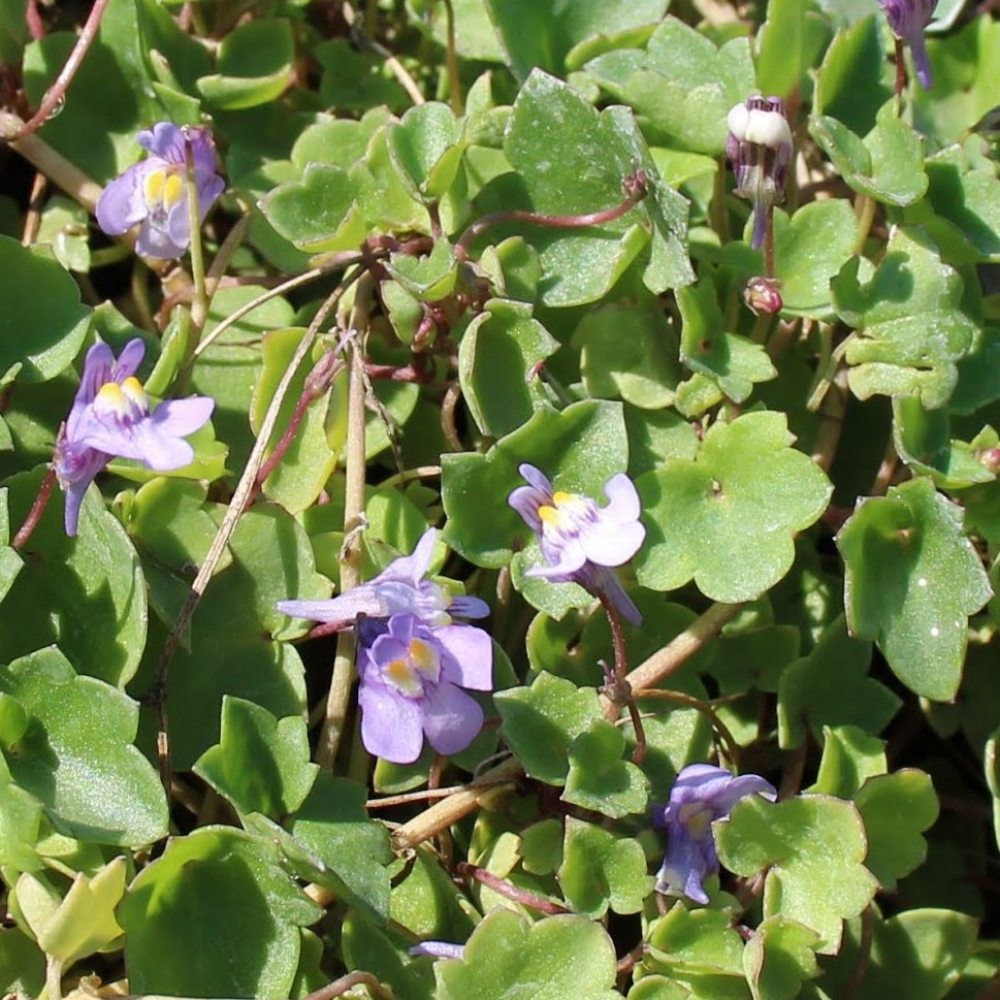Льнянка цимбаловидная (цимбалярия) (Cymbalaria muralis) 1