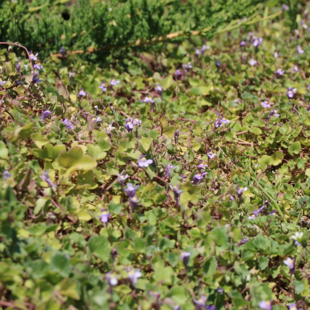 Льнянка цимбаловидная (цимбалярия) (Cymbalaria muralis) 2