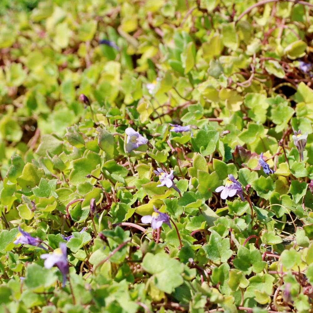 Льнянка цимбаловидная (цимбалярия) (Cymbalaria muralis)