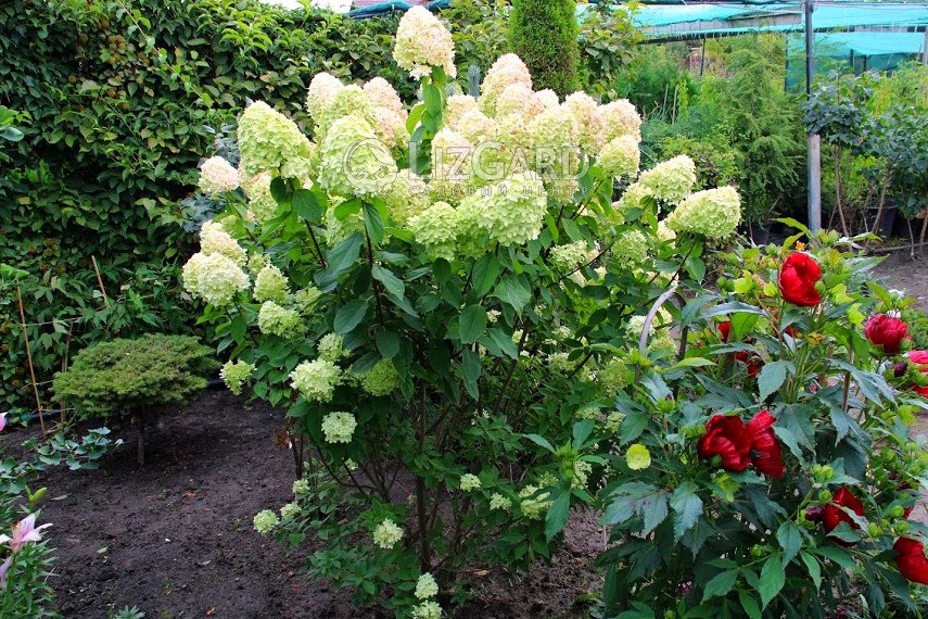 Hydrangea paniculata Limelight  (1)