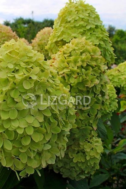 Hydrangea paniculata Limelight  (2)