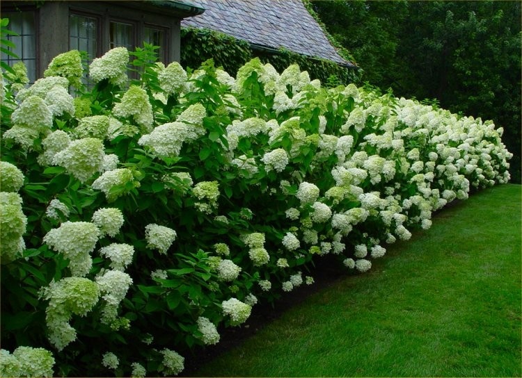 Hydrangea paniculata Limelight