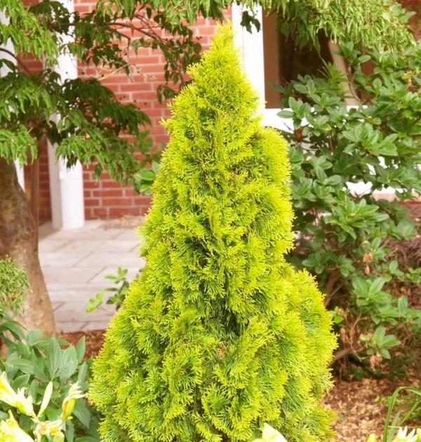 6512_image