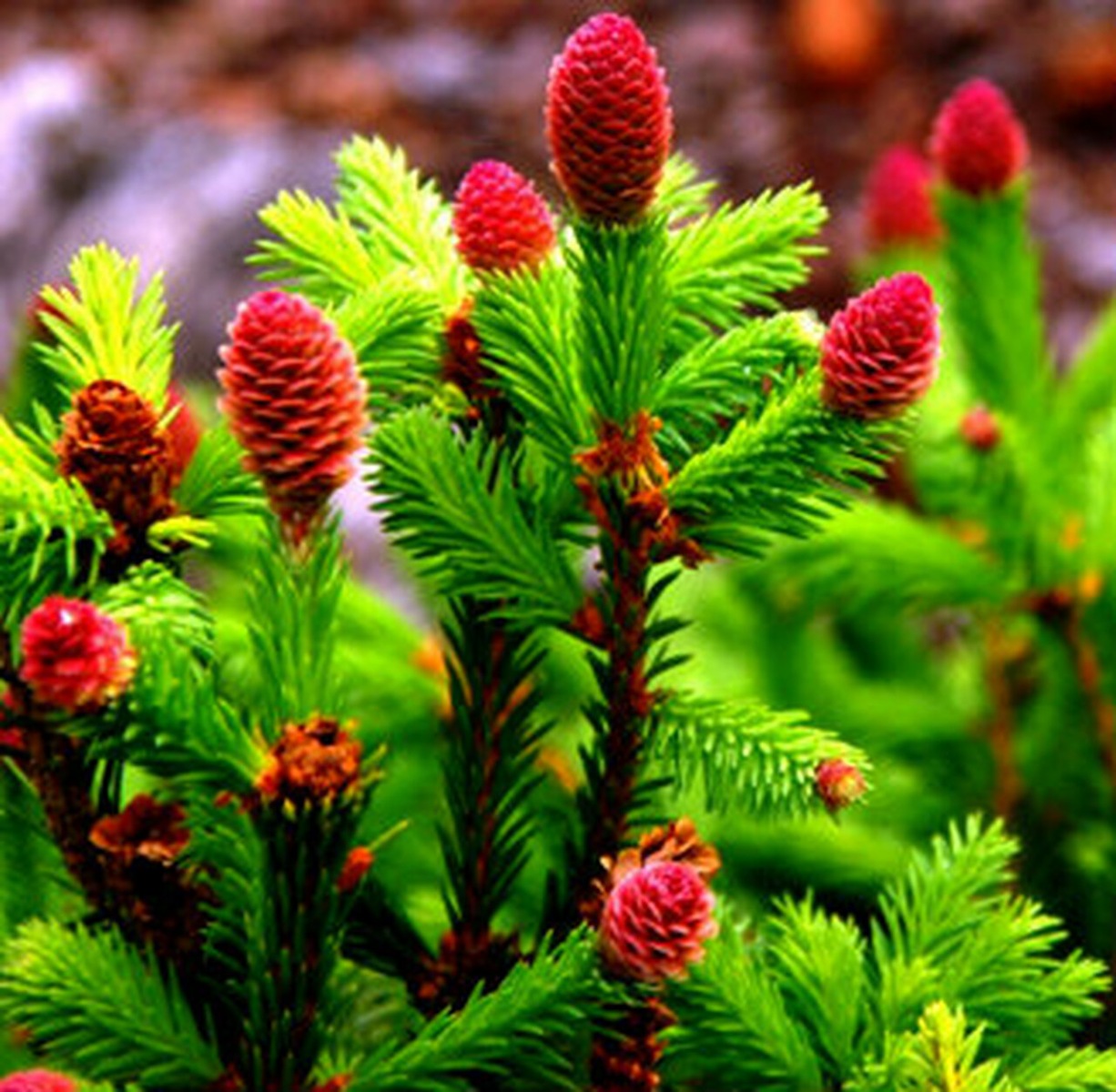 Picea abies Acrocona Pusch-2010 ___87958.1627075535