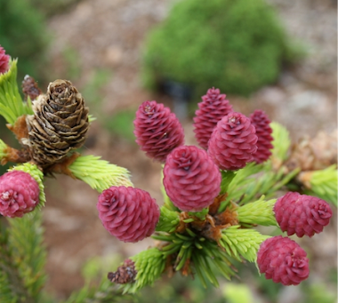 Picea abies Push