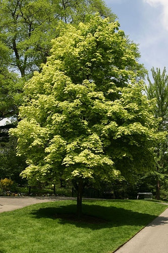 AcerPlatanoidesDrummondii_06