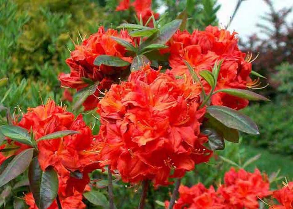 azalea-fireball_02