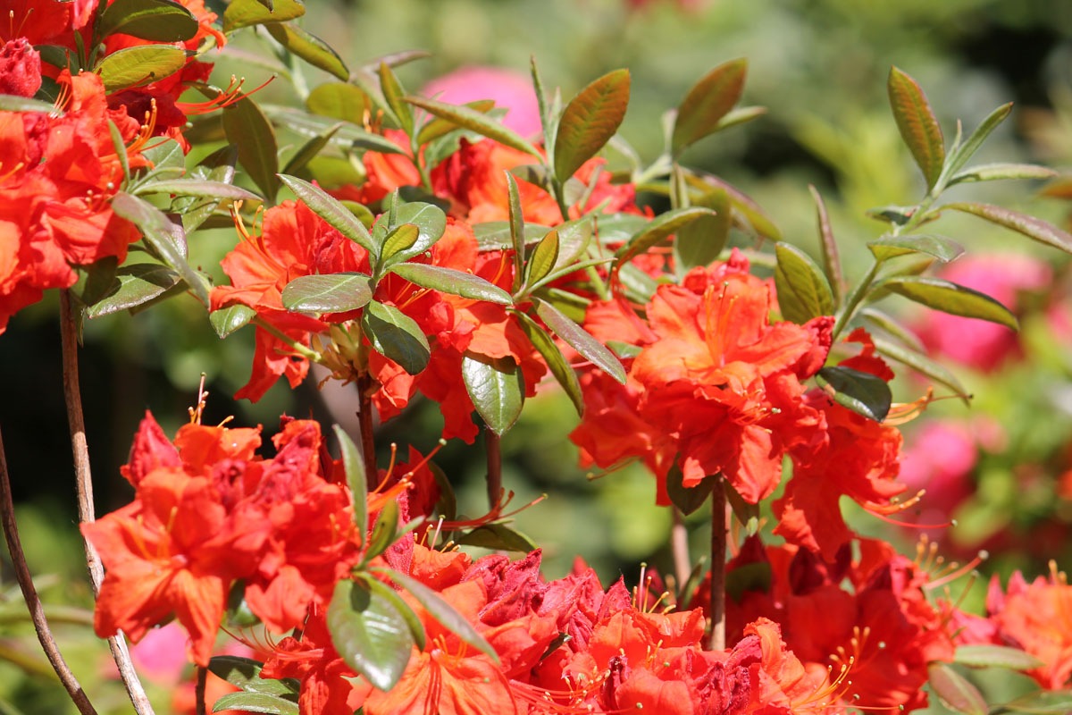 Rhododendron_Fireball_2