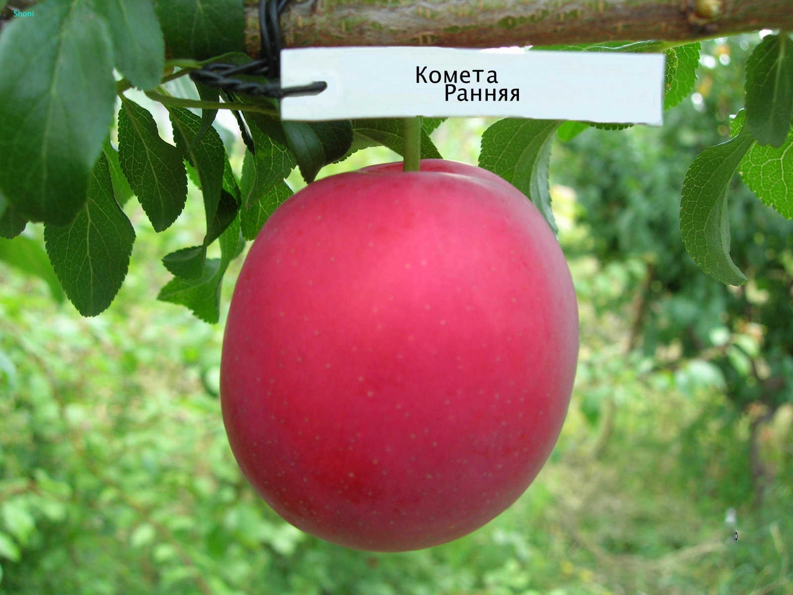 Kometa-rannyaya