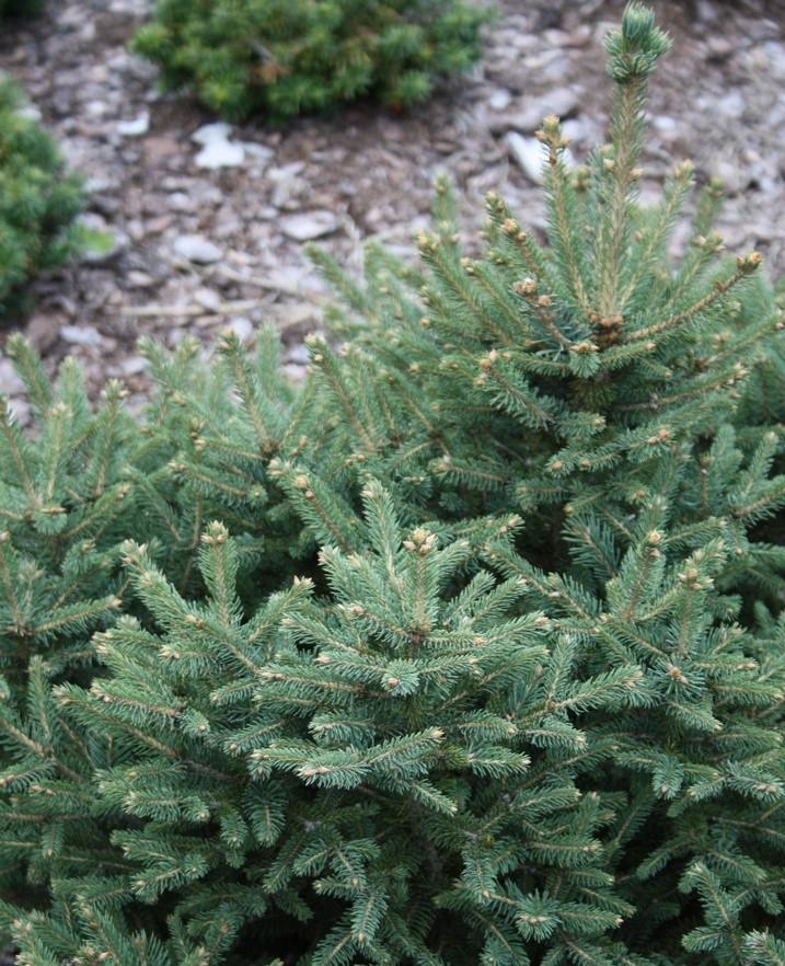 Ель glauca Xawery1