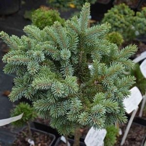 Ель glauca Xawery2