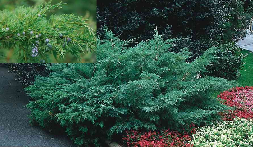 Juniperus-virginiana-Hetz