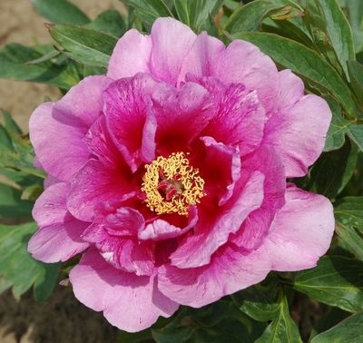 SONOMA_AMETHYST__ito_1928-1424