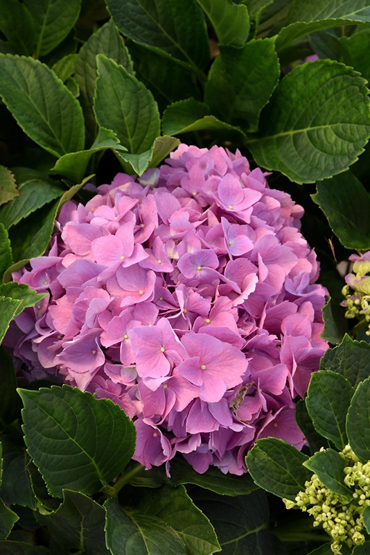 Hydrangea macrophylla 1