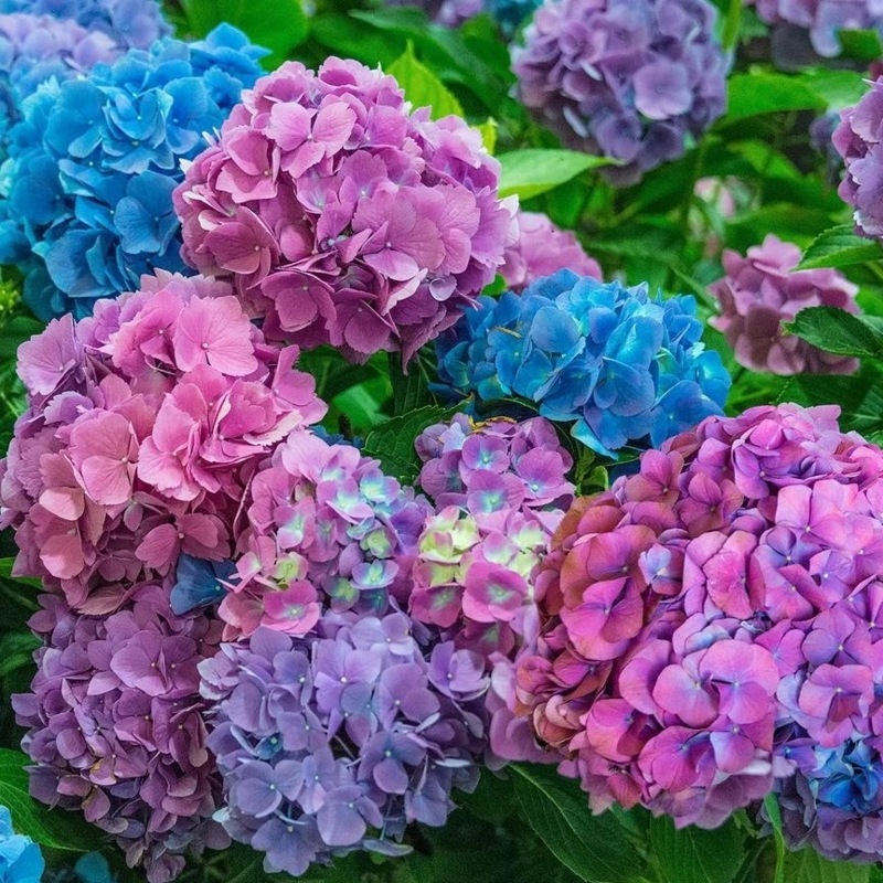Hydrangea macrophylla Lindsay Ann