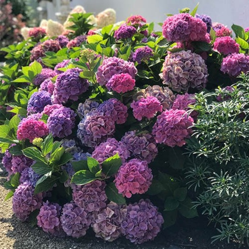 Hydrangea macrophylla Lindsay Ann1