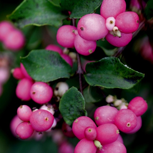 magic_berry