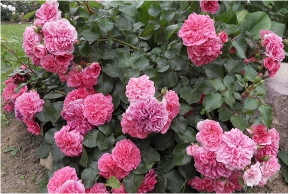 roza-chetyre-sezona.8