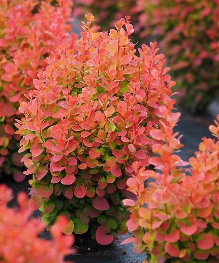 cee6cfde_c056_11e7_bfc1_b8763f02fe72_cee6cfdf_c056_11e7_bfc1_b8763f02fe72.resize1