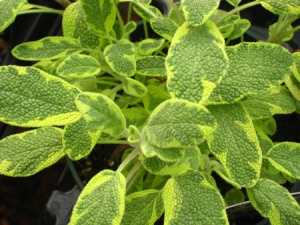 golden-sage