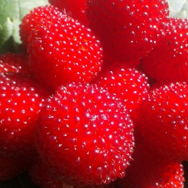 gibrid-maliny-i-klubniki
